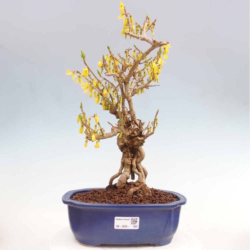 Bonsai für draußen - Zlatice - Forsythia koreana