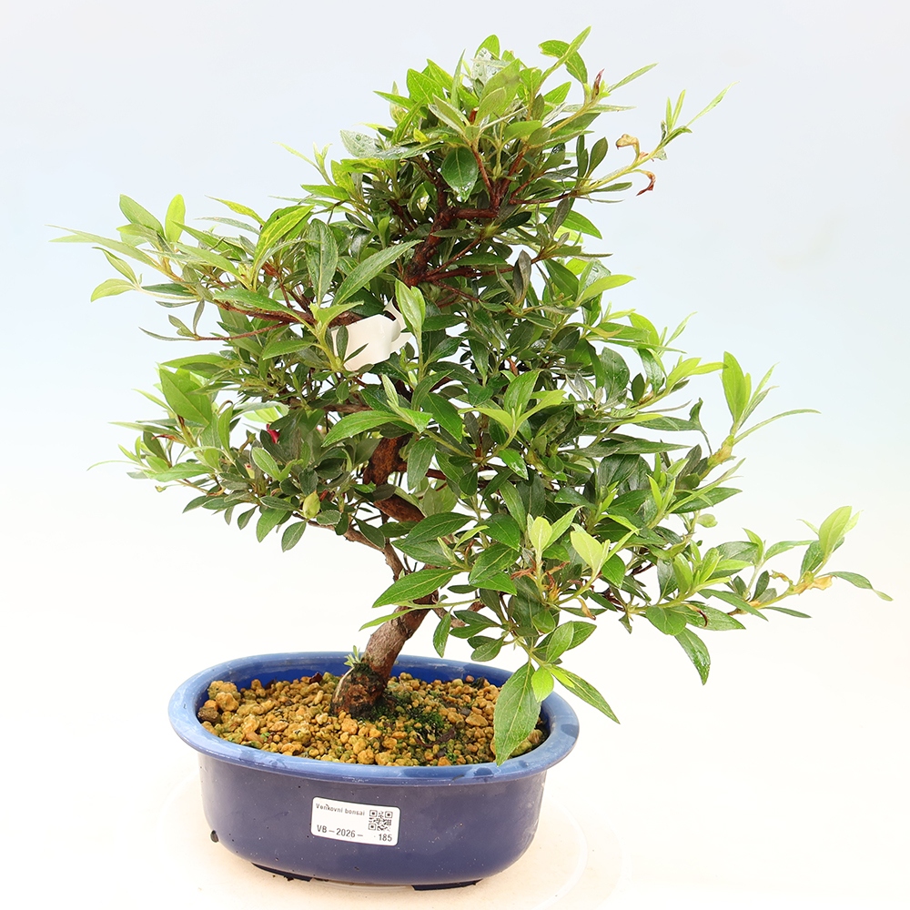 Bonsai für draußen - Japanische Azalee - Azalee Yoko