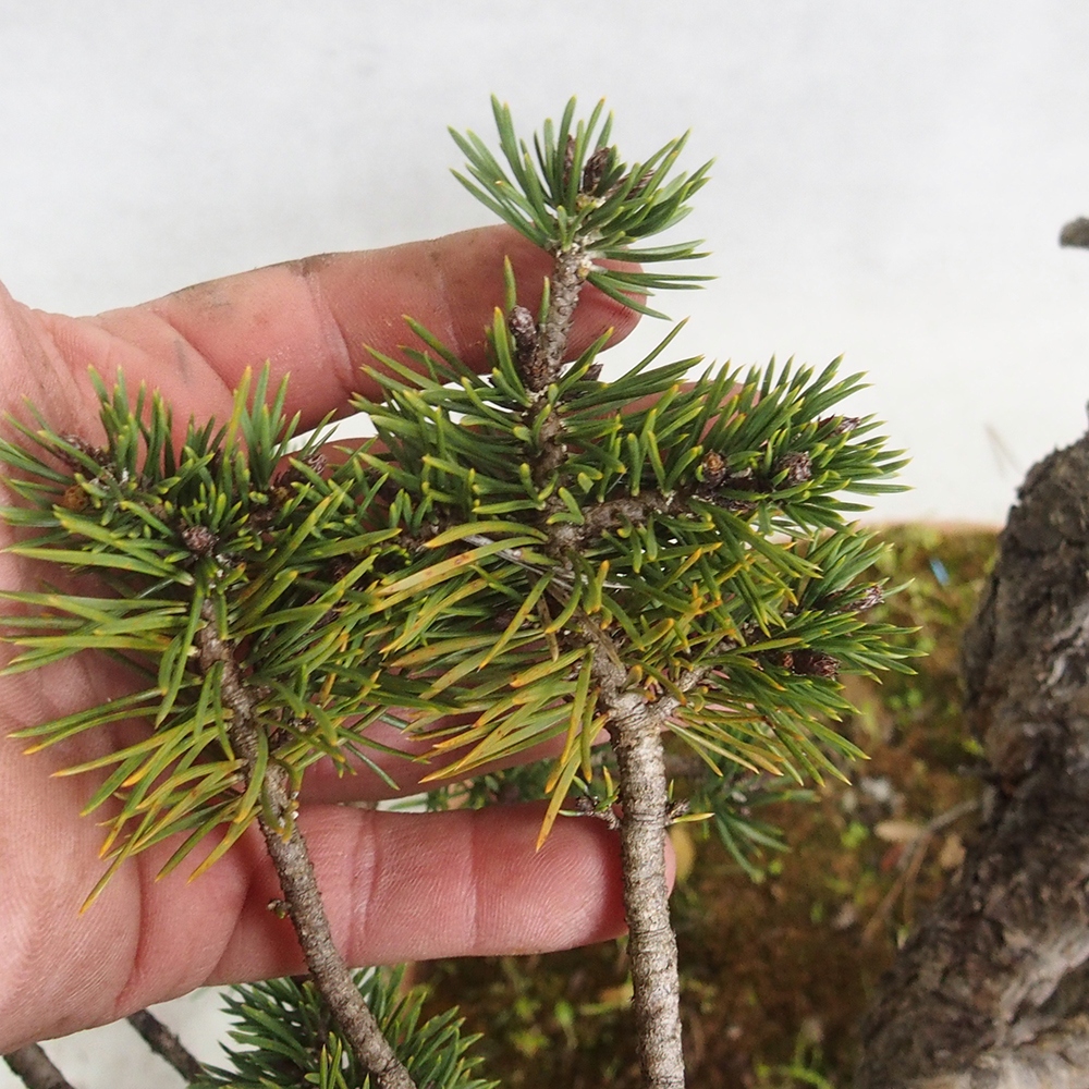 Yamadori - Pinus sylvestris 