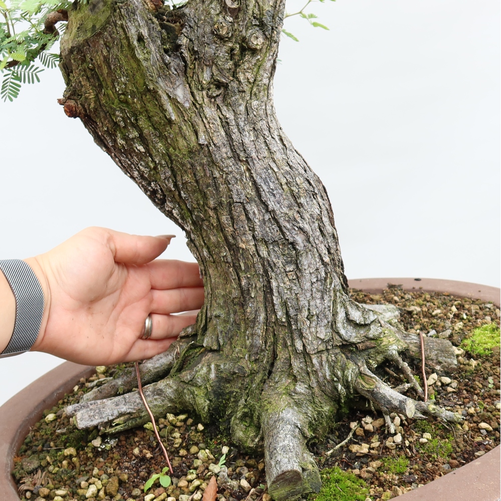 Zimmer Bonsai - Akazien Arabica