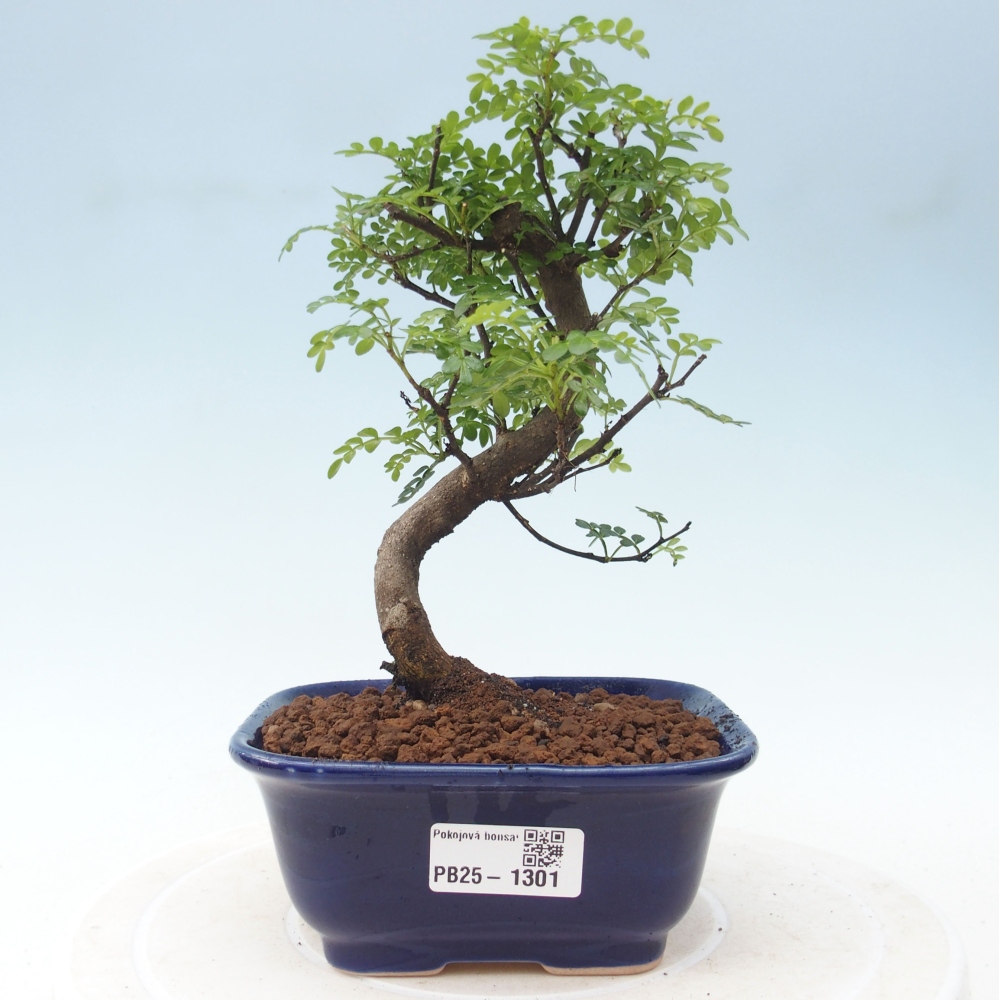 Indoor-Bonsai - Zantoxylum piperitum - Pfefferminze