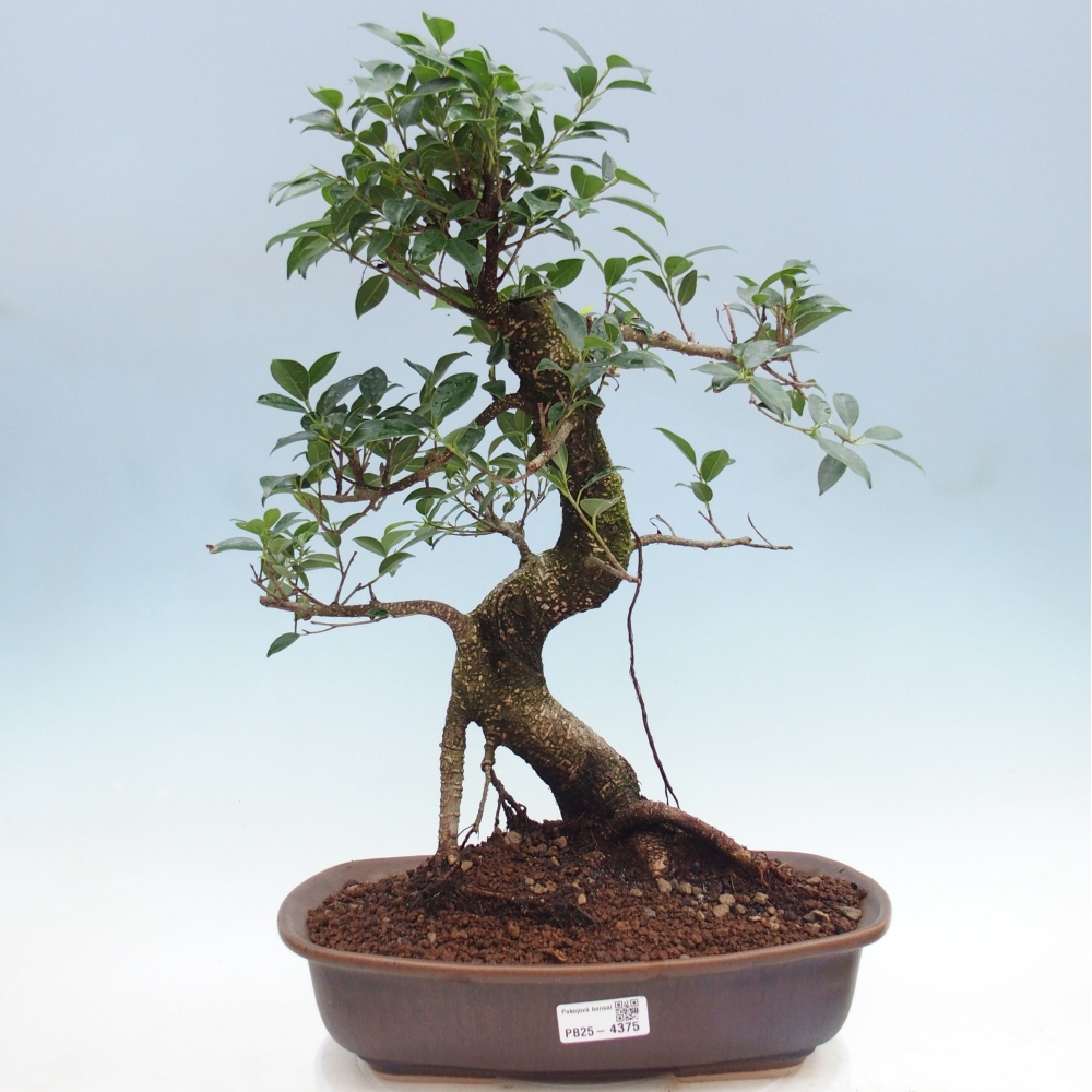 Zimmerbonsai - Ficus retusa - Kleinblättriger Ficus