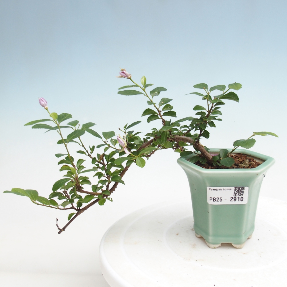 Zimmerbonsai - Grewia occidentalis - Lavendelstern