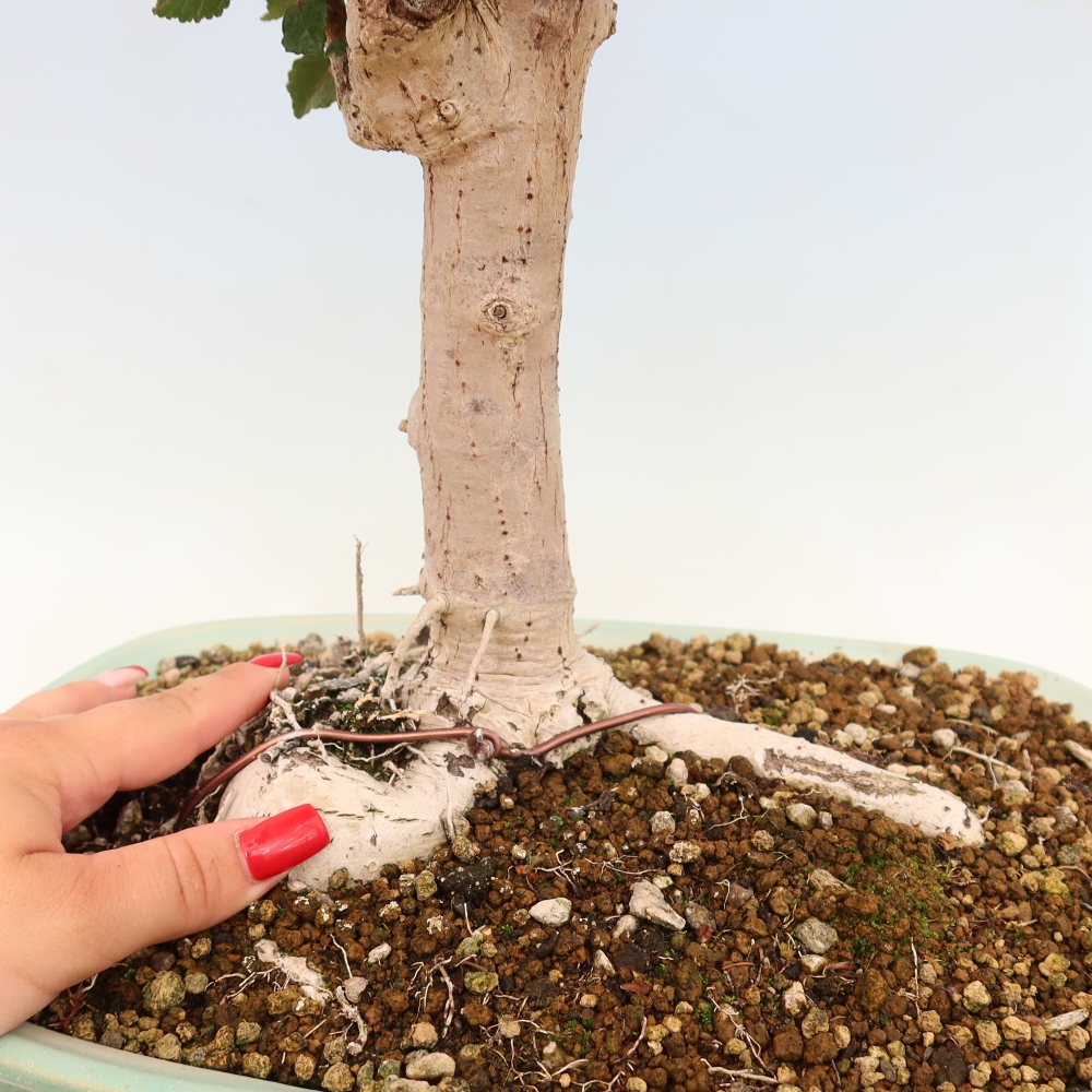 Zimmerbonsai - Hibiscus tiliaceus - Meeres-Hibiskus