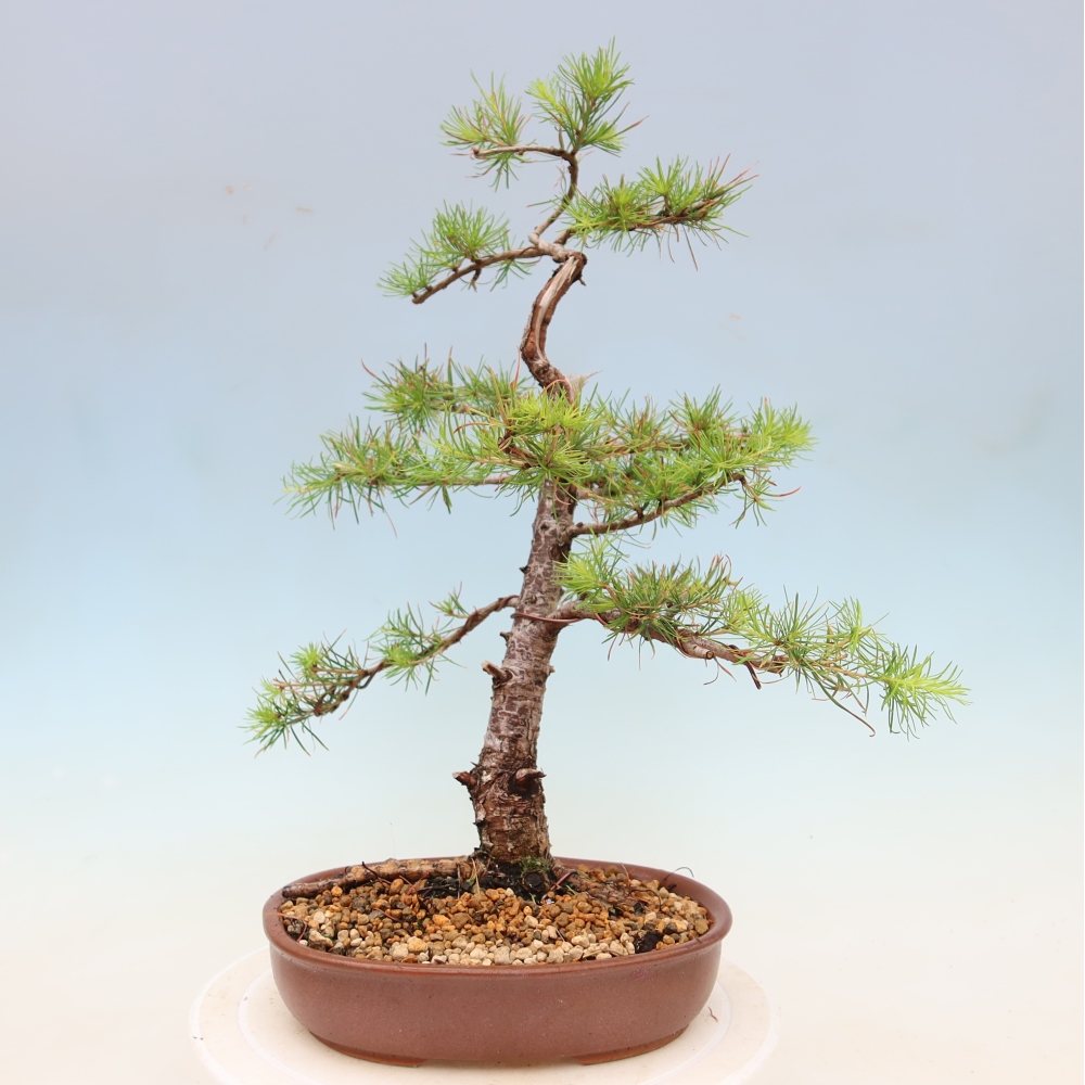 Bonsai für draußen -Larix decidua - Lärche