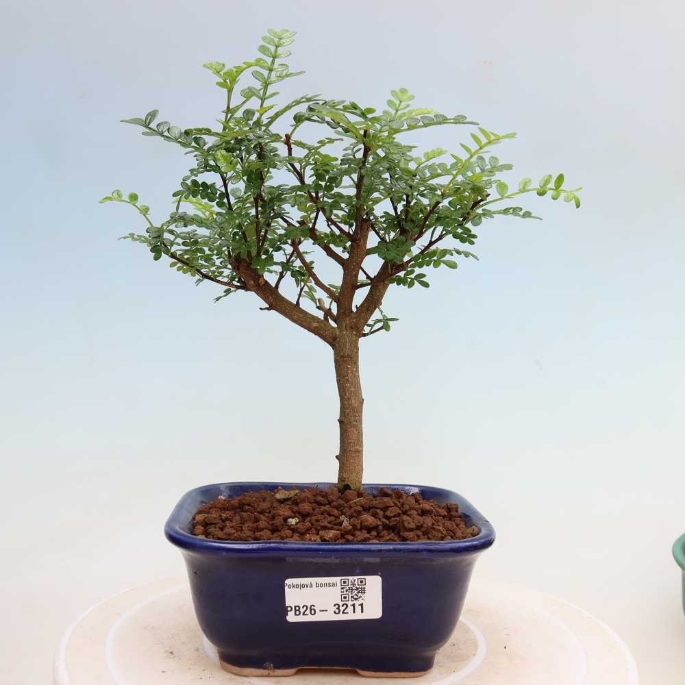 Zimmer Bonsai - Zantoxylum piperitum - Pfefferbaum