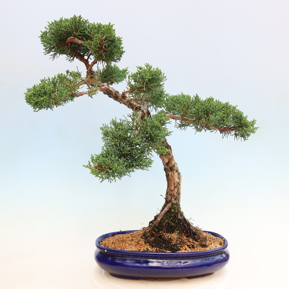 Bonsai für draußen - Juniperus chinensis Kishu