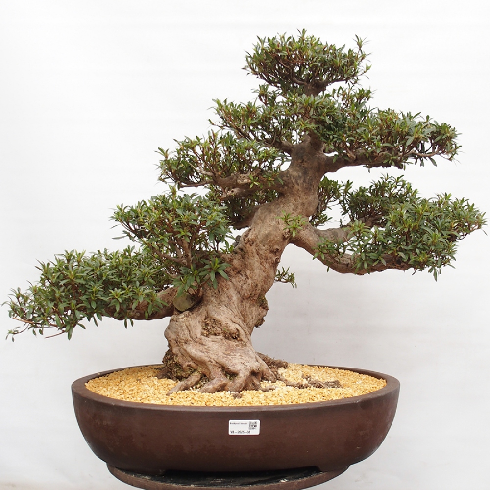 Bonsai im Freien - Japanische Azalee - Azalea Satsuki