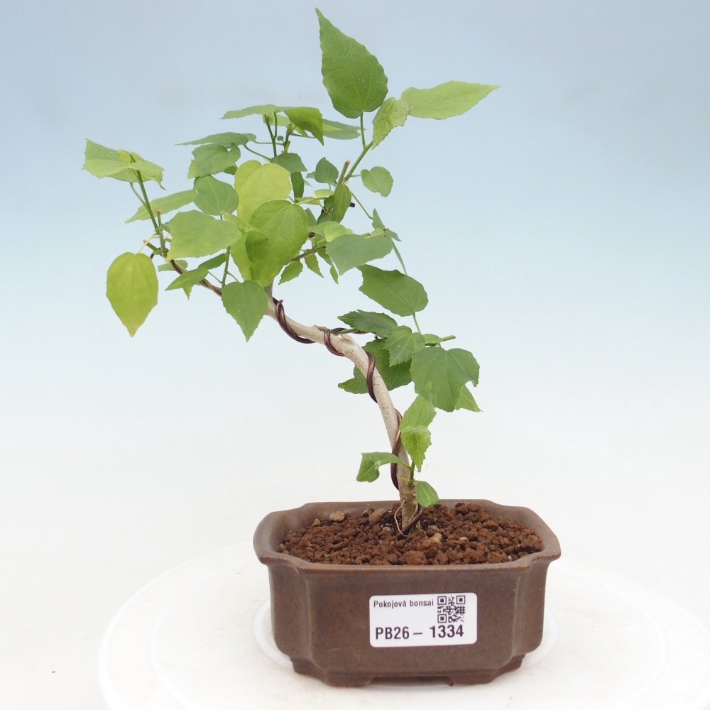 Zimmerbonsai - Malvaviscus arboreus