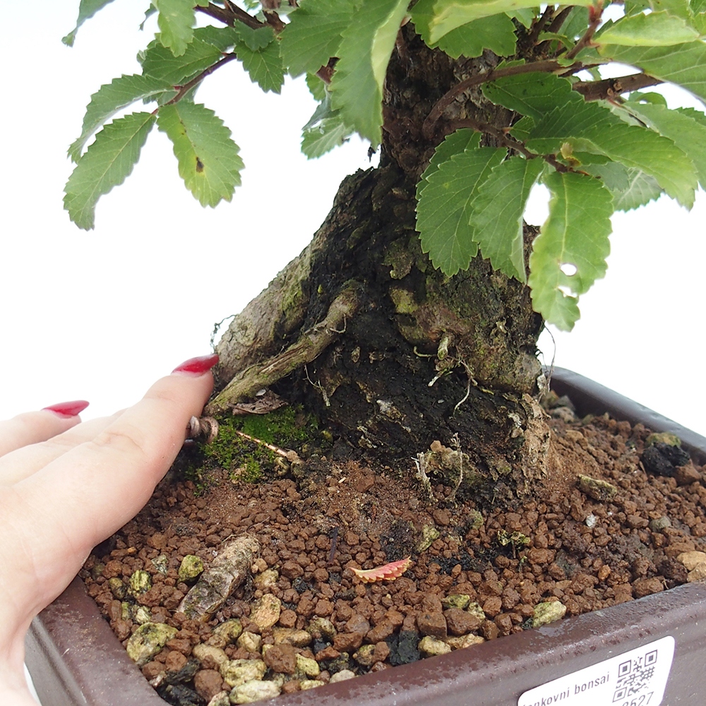Bonsai im Freien - Zelkova - Zelkova serrata