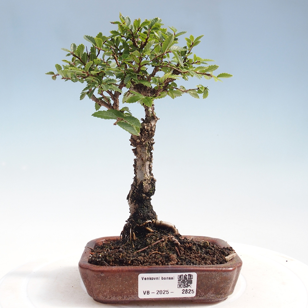 Bonsai im Freien - Zelkova - Zelkova NIRE