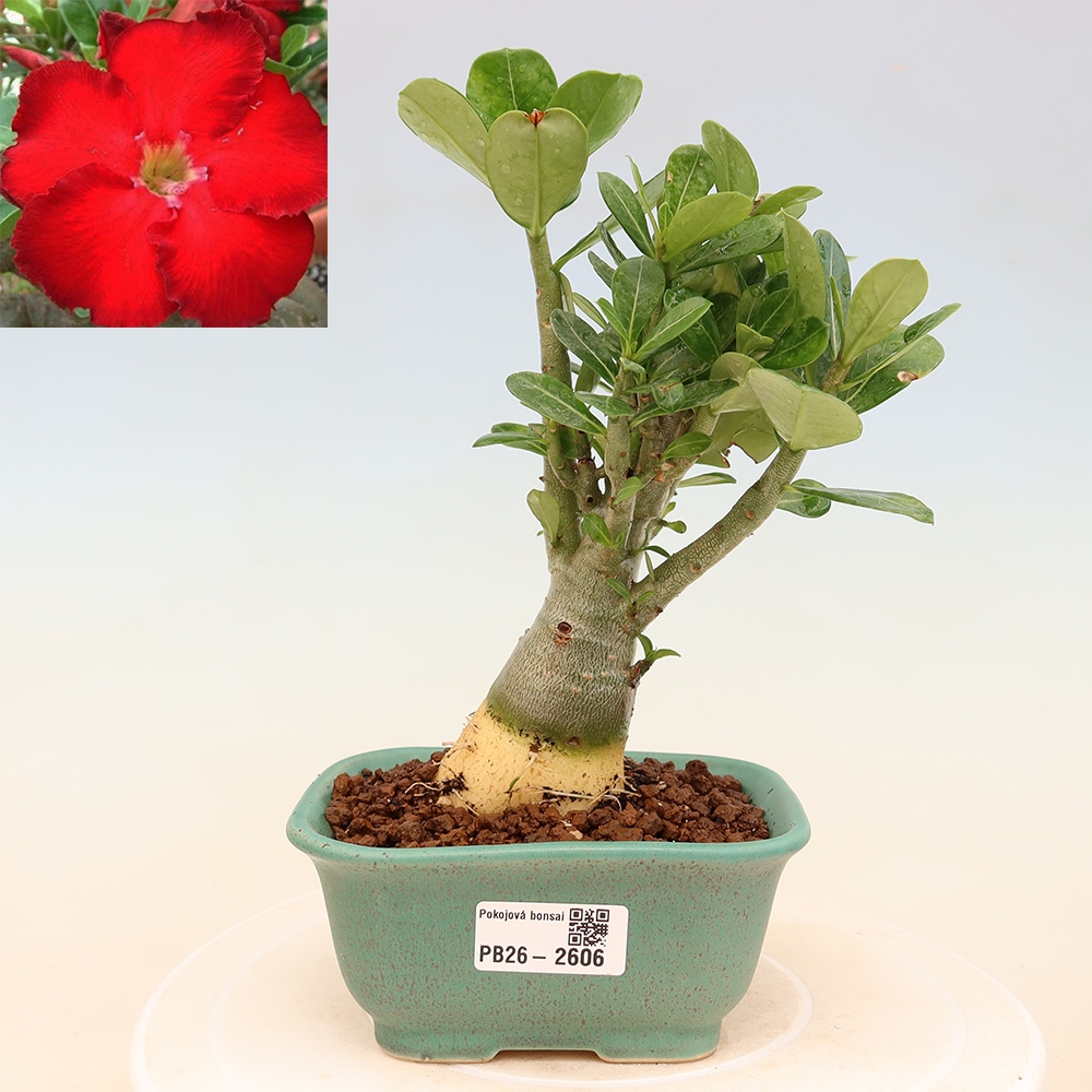 Zimmerbonsai – Adenium obesum „Red Star“ – Wüstenrose