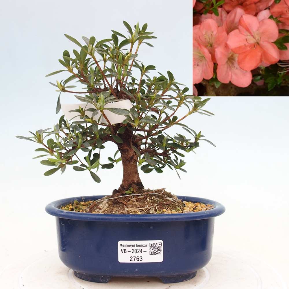 Bonsai im Freien - Japanische Azalee - Azalea Asazakura