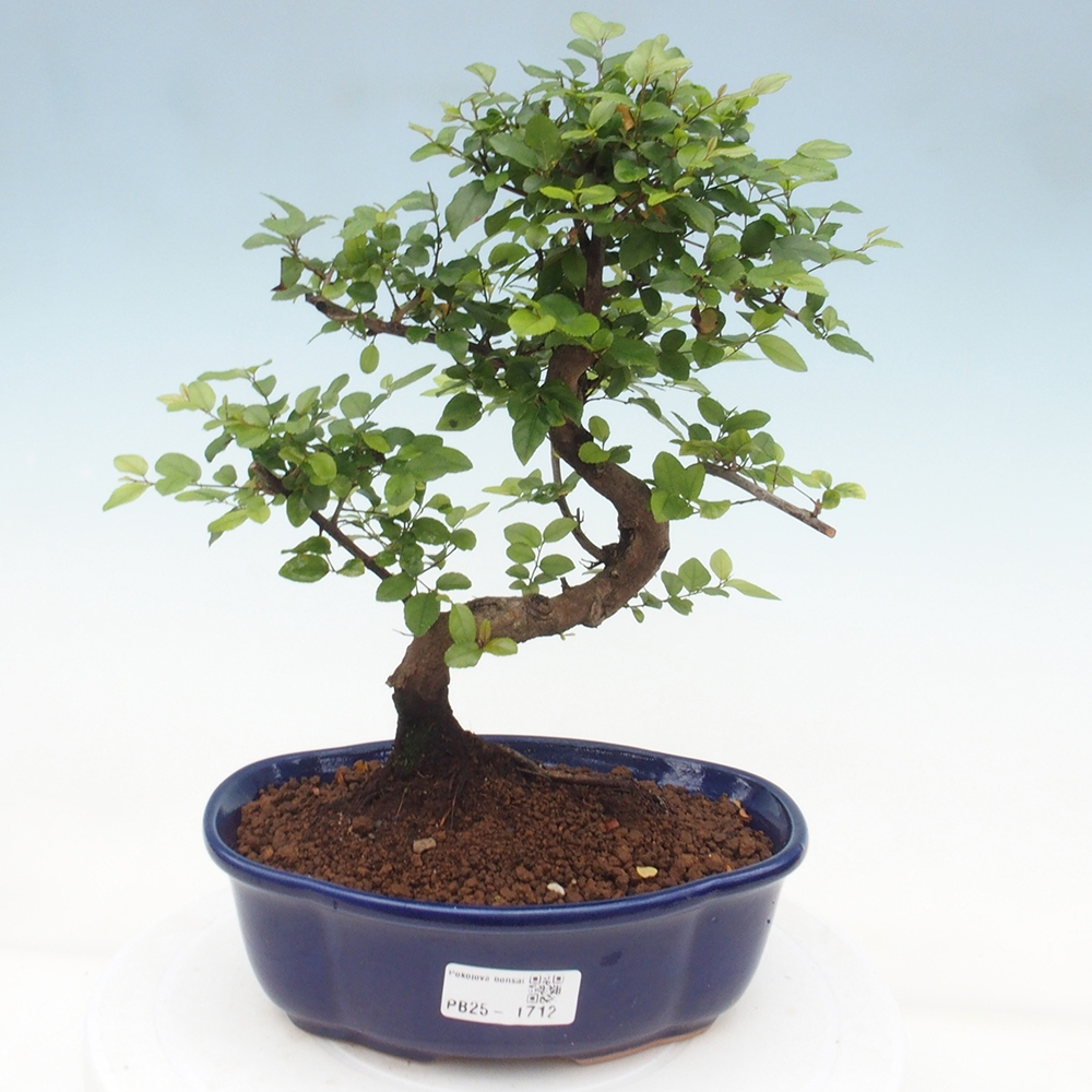 Zimmerbonsai - Sagerécie thea - Sagerécie thea