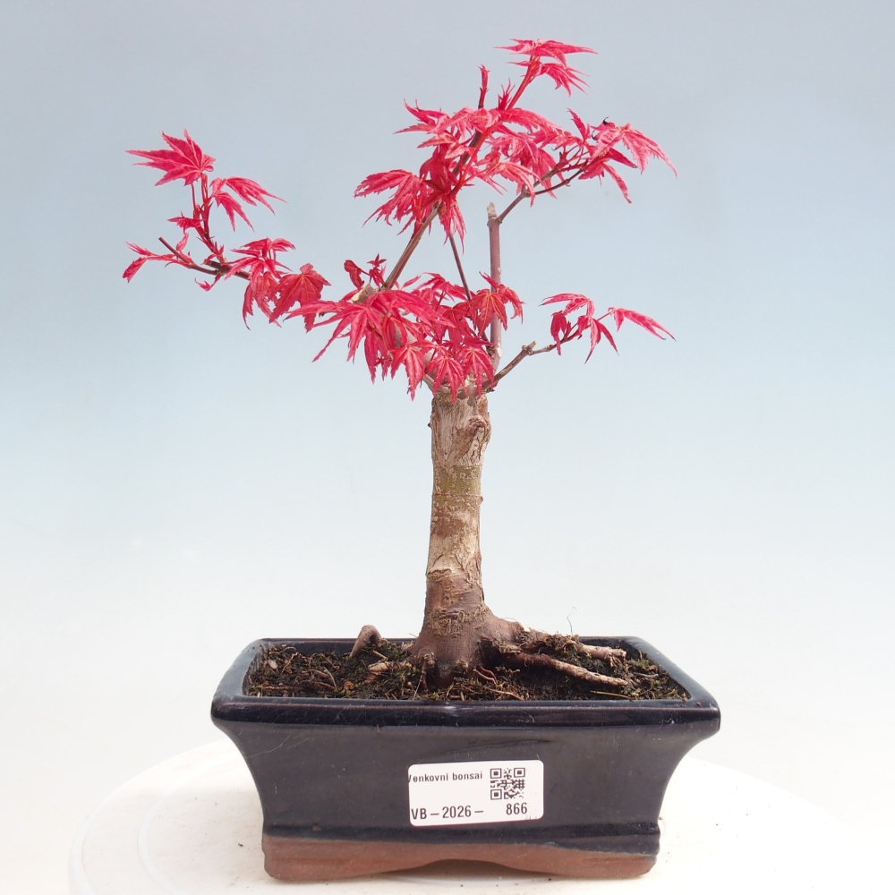 Bonsai für draußen - Acer palmatum DESHOJO