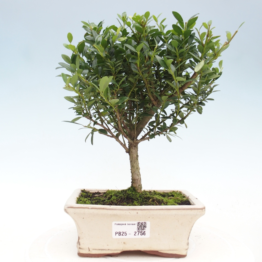 Indoor bonsai - Ilex crenata - Holly