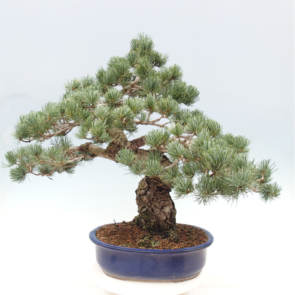Bonsai im Freien - Pinus parviflora - kleine Kiefer