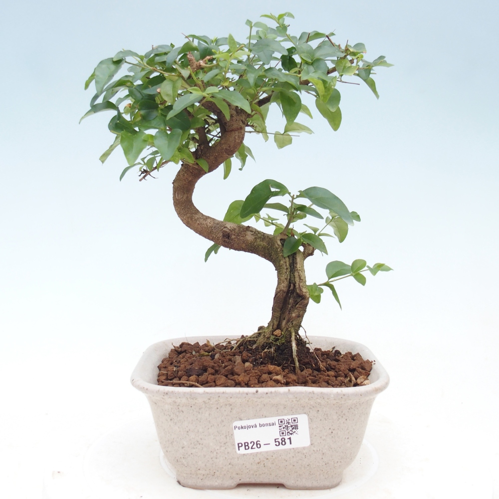 Zimmer Bonsai -Ligustrum chinensis - Vogelschnabel