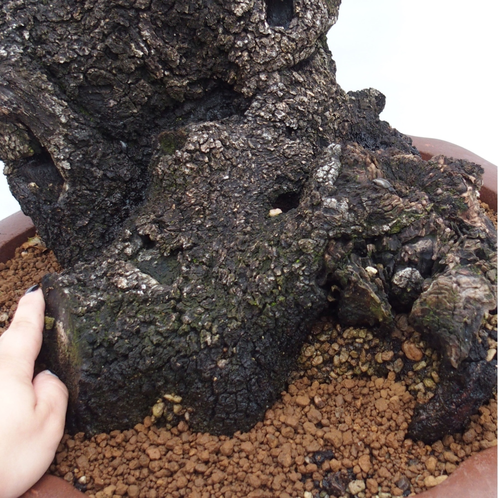 Yamadori - Quercus Ilex - Steineiche