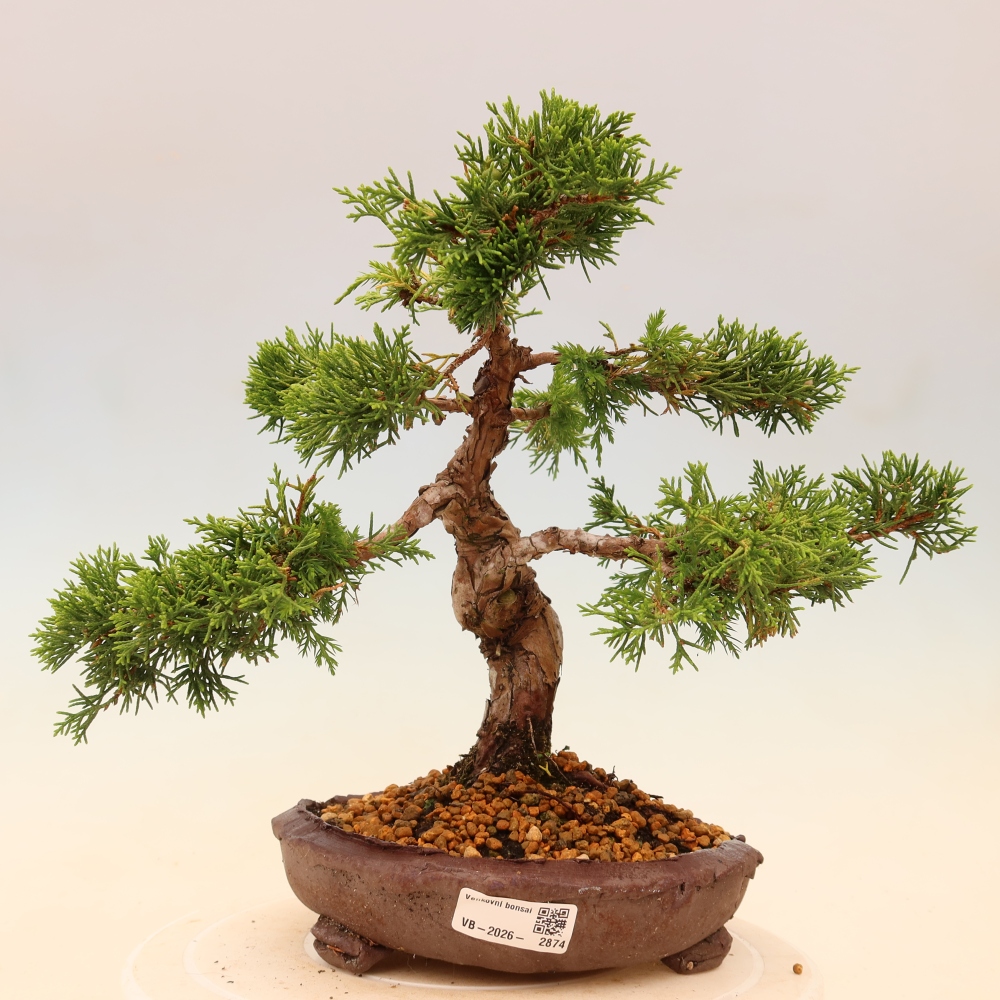 Bonsai für draußen - Juniperus chinensis Itoigawa