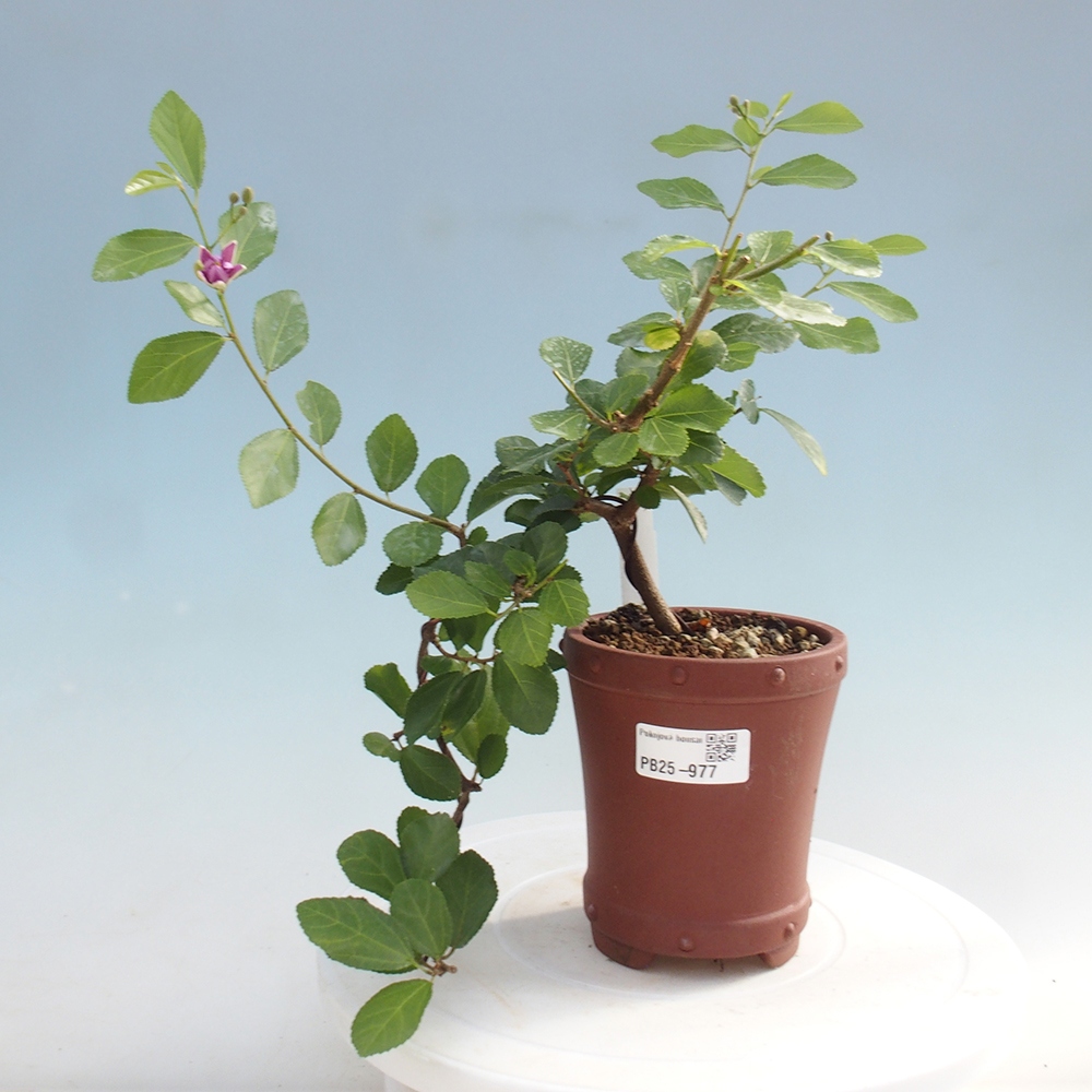 Zimmerbonsai - Grewia occidentalis - Lavendelstern