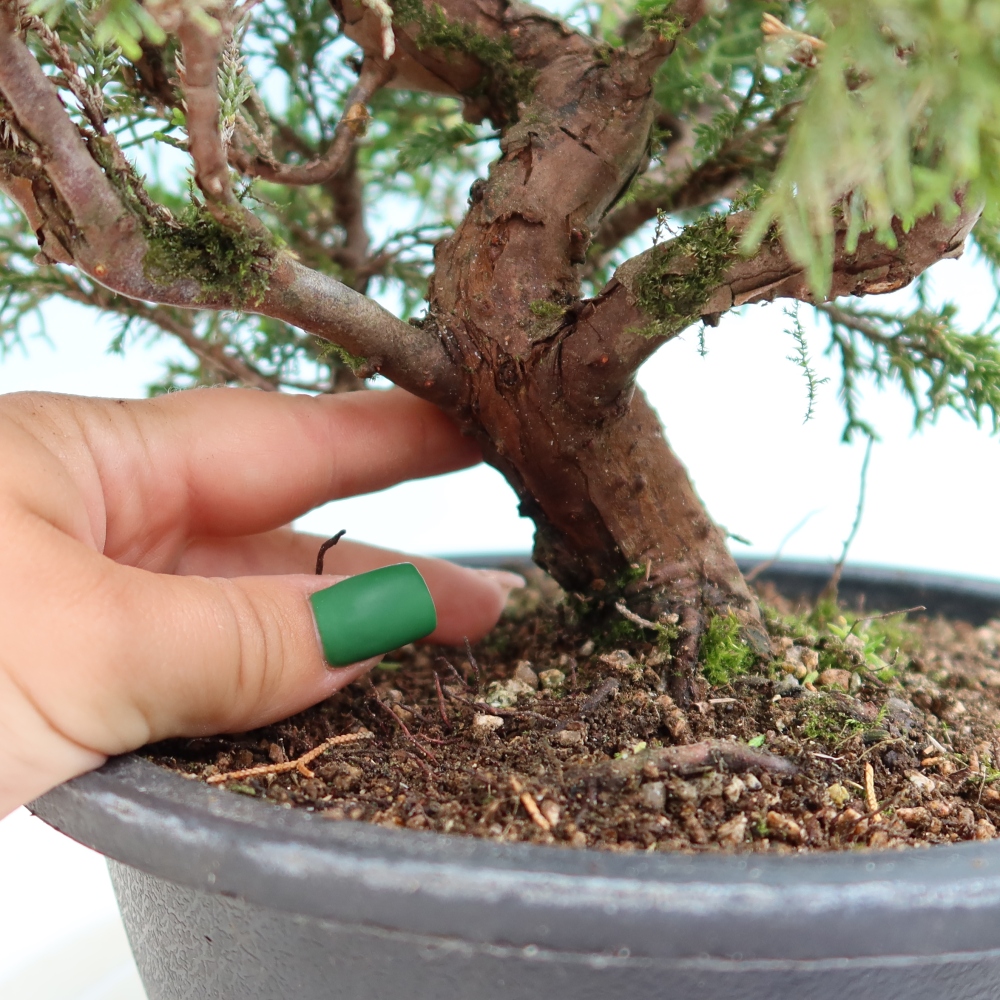 Bonsai für draußen - Juniperus chinensis Itoigawa-Juniperus chinensis