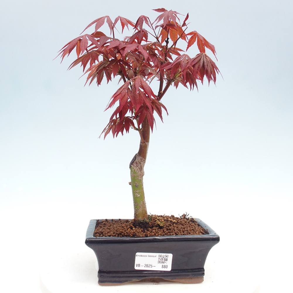 Bonsai im Freien - Acer-Palme. Atropurpureum-Palmenblatt-Ahorn