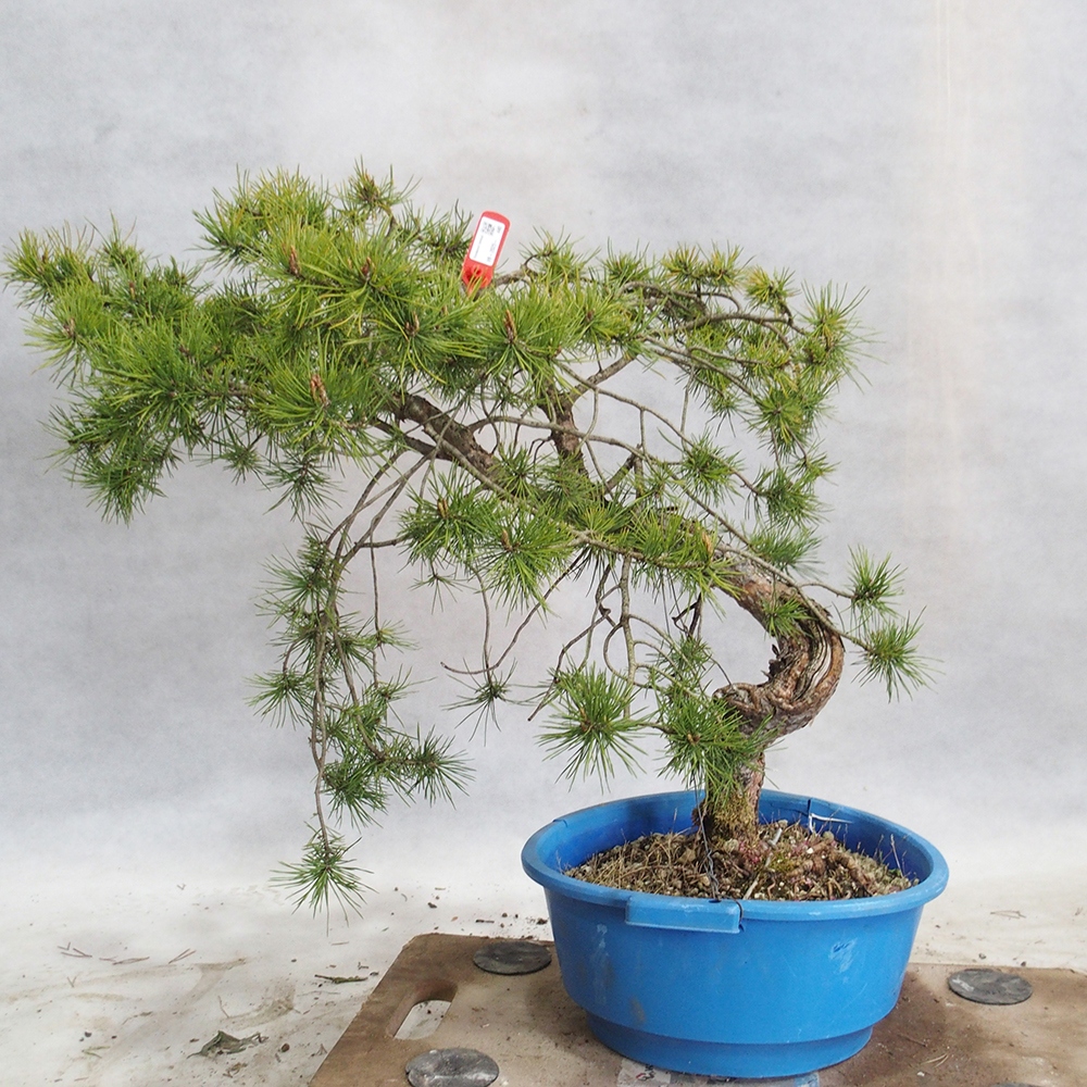 Yamadori - Pinus sylvestris 