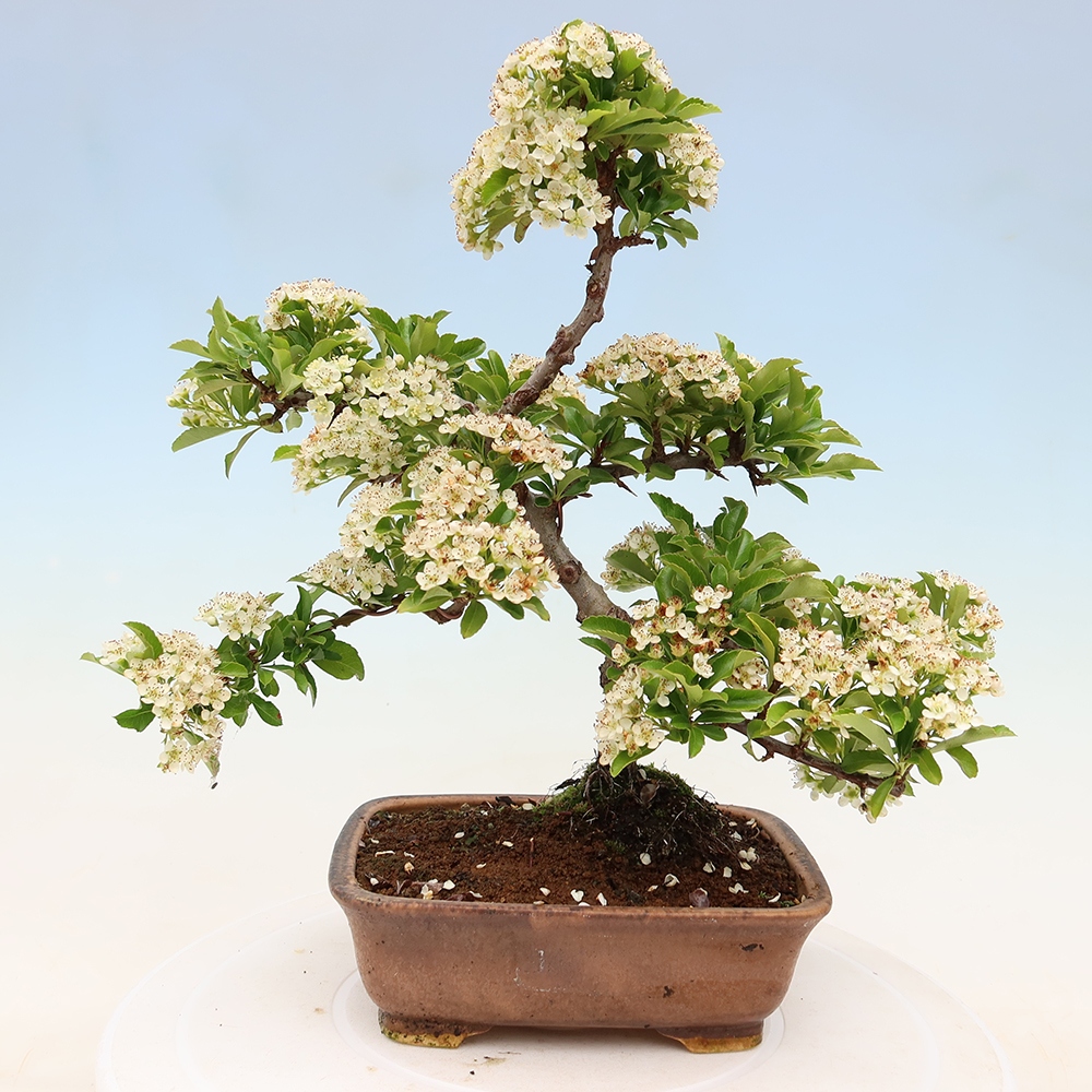 Bonsai für den Außenbereich – Pyracantha teton – Feuerdorn