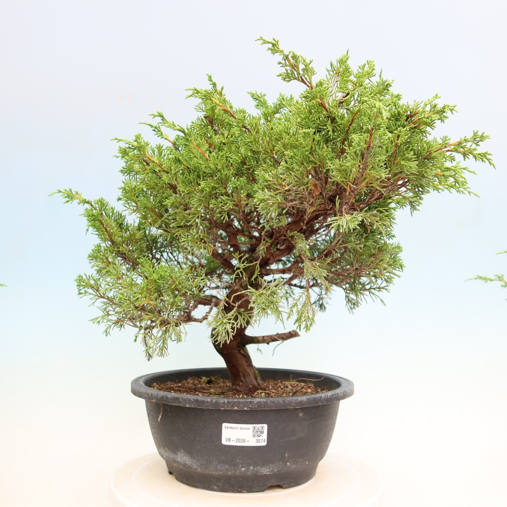Bonsai für draußen - Juniperus chinensis Itoigawa-Juniperus chinensis