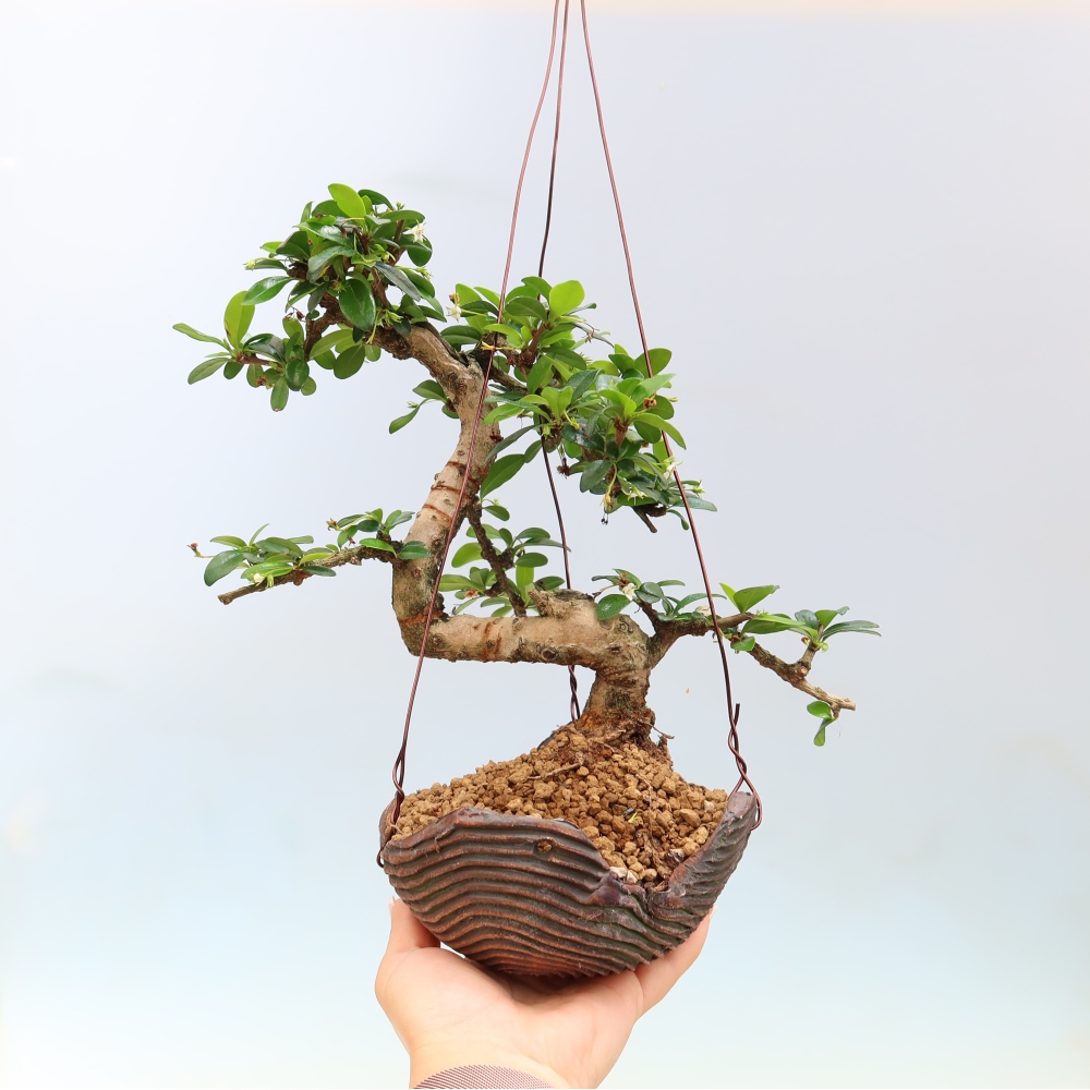 Kokedama in Keramik - Tee-Fuki - Carmona macrophylla