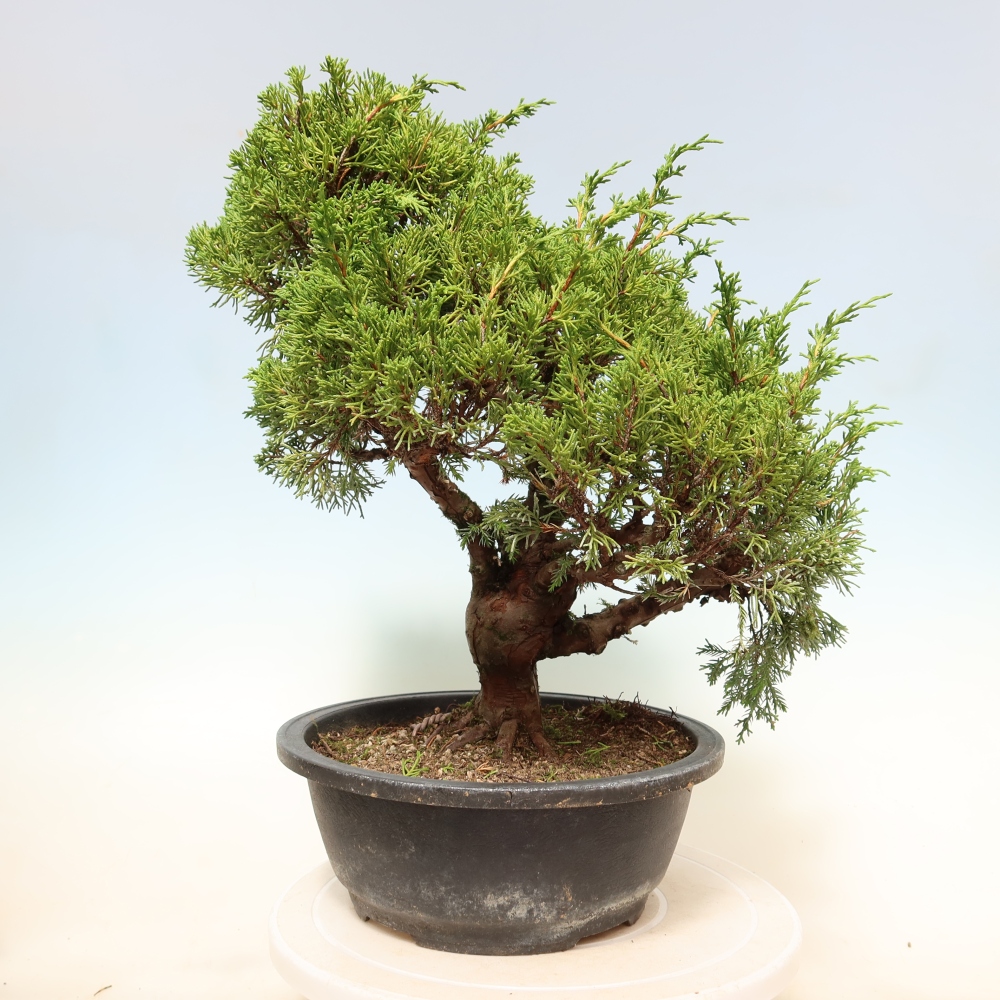 Bonsai für draußen - Juniperus chinensis Itoigawa-Juniperus chinensis