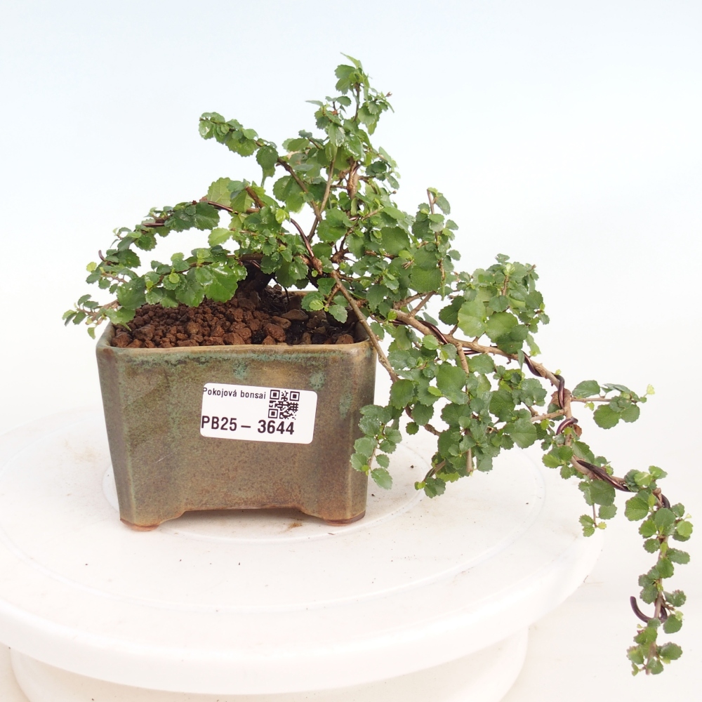 Zimmerbonsai - Grewia sp. - Grewia malafolia