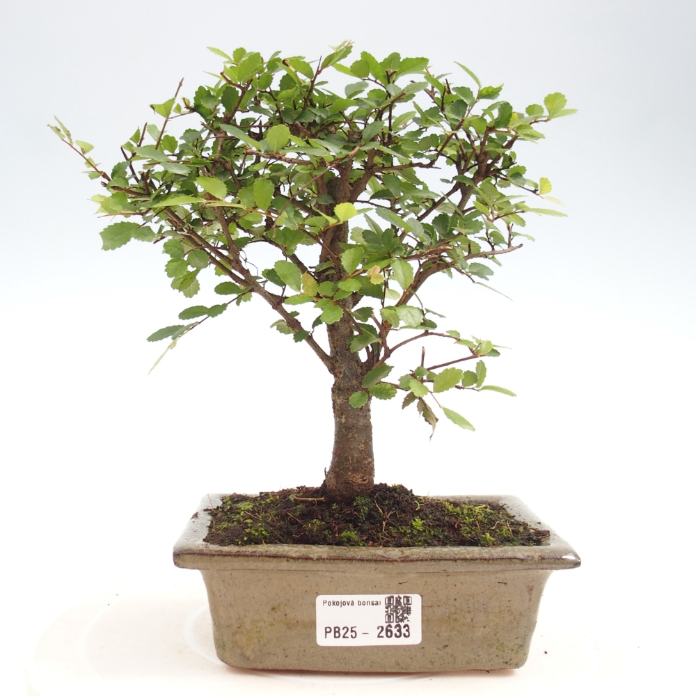 Zimmerbonsai - Ulmus parvifolia - Kleinblättrige Ulme