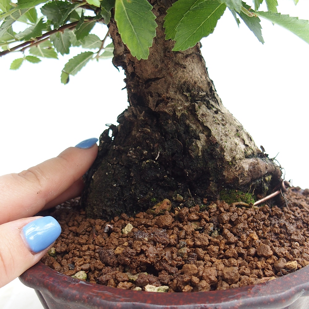 Bonsai im Freien - Zelkova - Zelkova NIRE