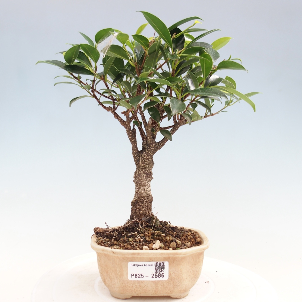 Zimmerbonsai - Ficus retusa - kleinblättriger Ficus