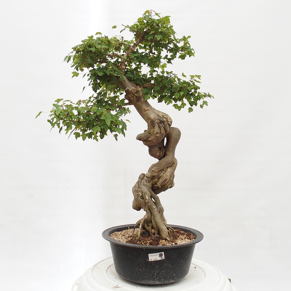 Bonsai im Freien - Ahorn Buergerianum - Burger Maple
