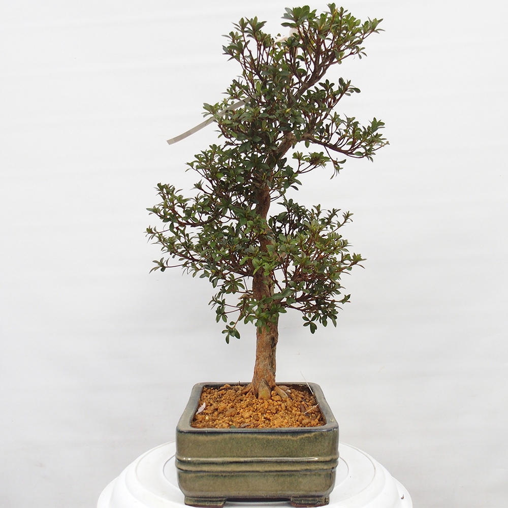 Bonsai für draußen - Japanische Azalee - Azalee Hanatsuzuri