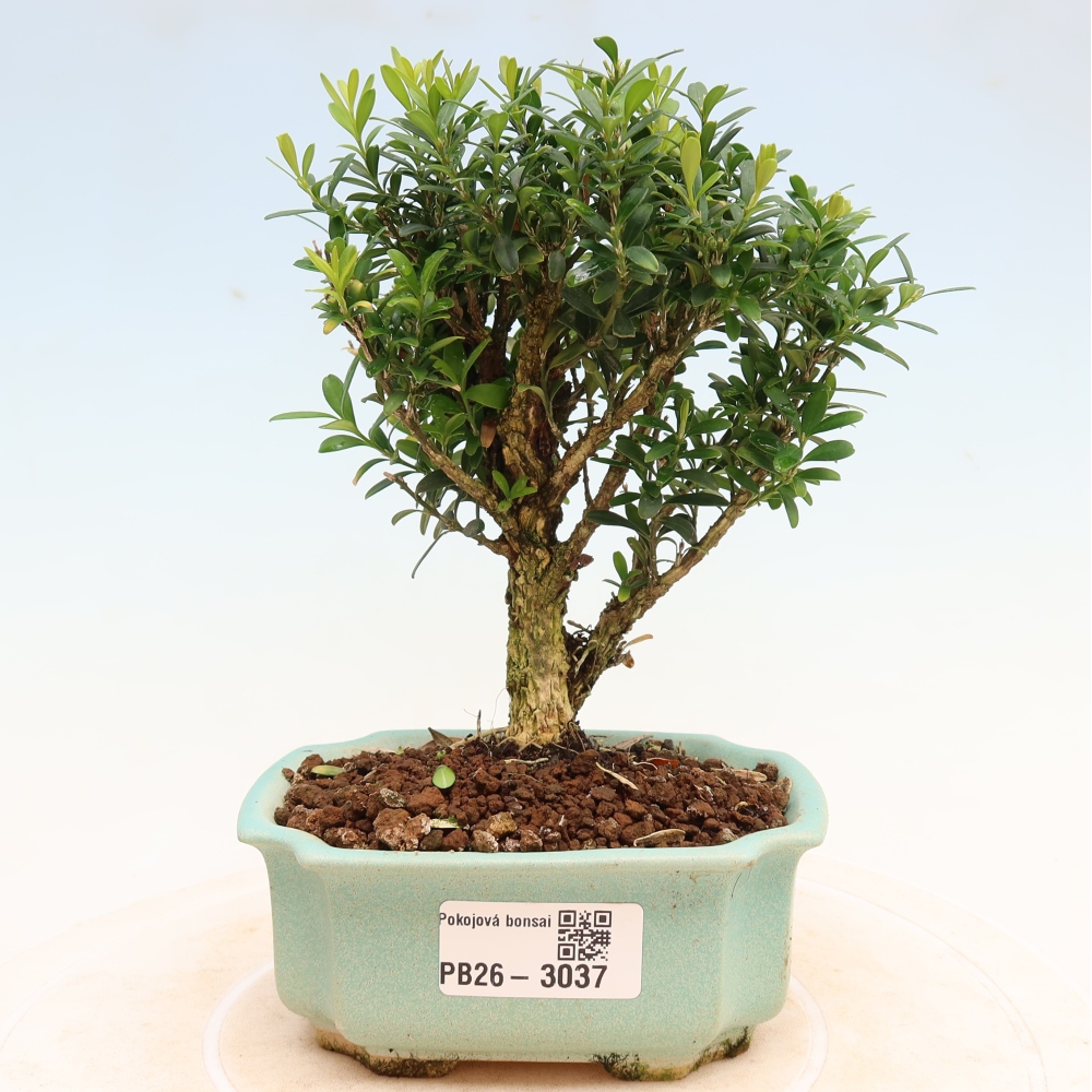 Zimmer Bonsai - Buxus harlandii - Korkbuxus