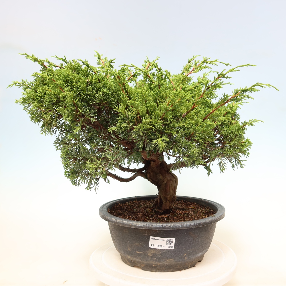 Bonsai für draußen - Juniperus chinensis Itoigawa-Juniperus chinensis