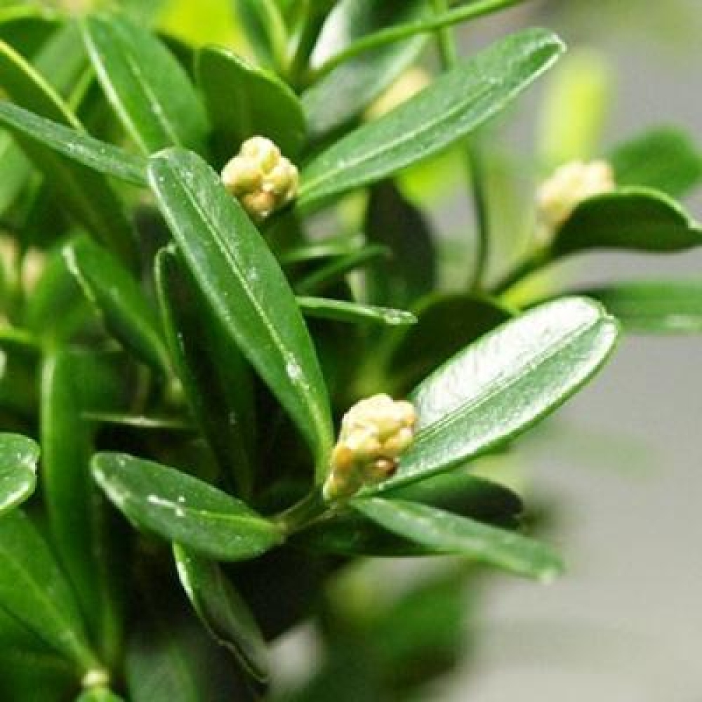 Kokedama mit Untersetzer – Buxus harlandii – Kork-Buchsbaum  