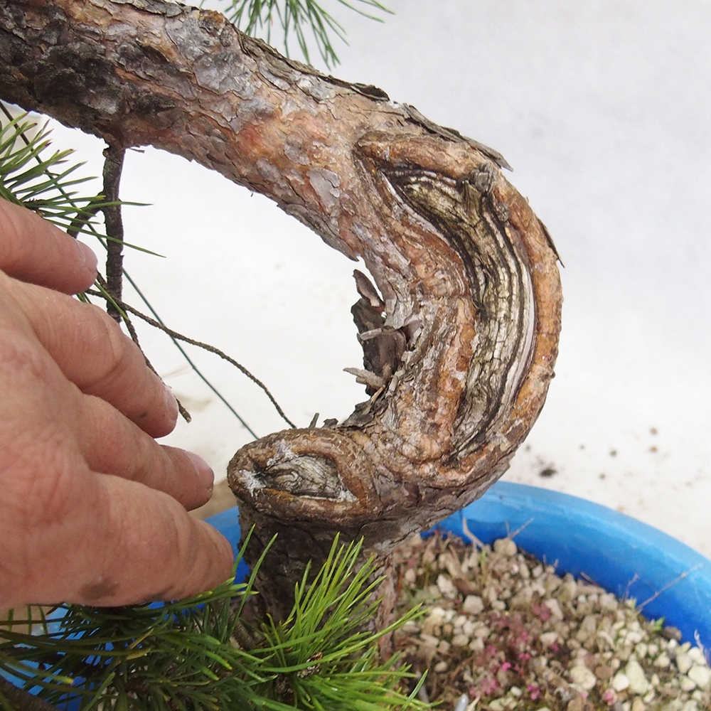 Yamadori - Pinus sylvestris 