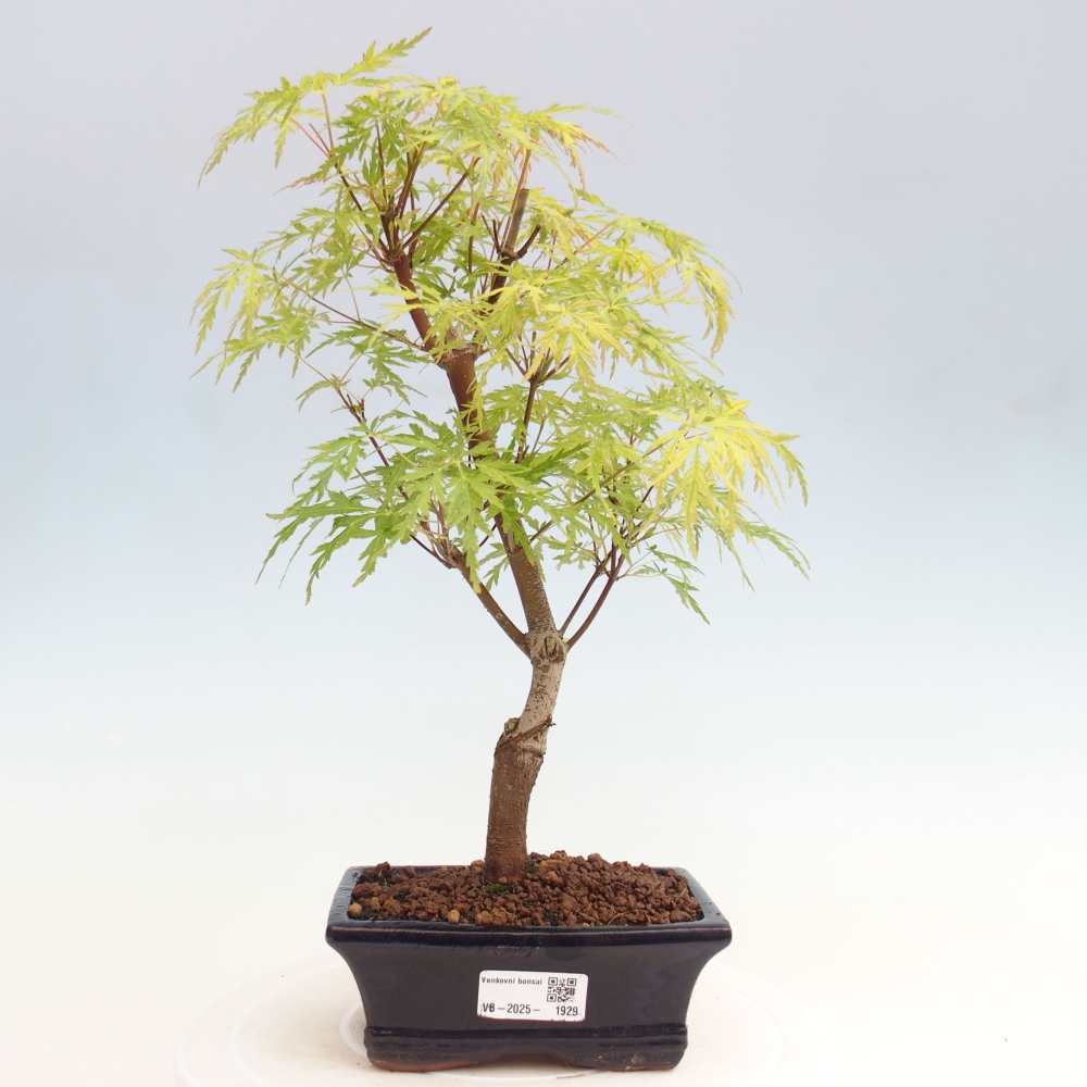 Bonsai im Freien - Acer palmatum Dissectum - japanischer Ahorn 