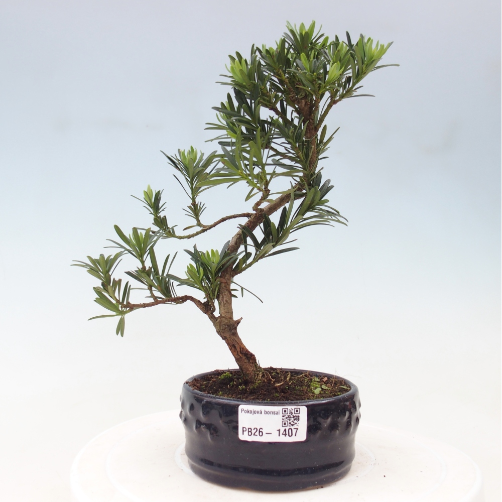 Zimmerbonsai - Podocarpus - Stein-Eibe