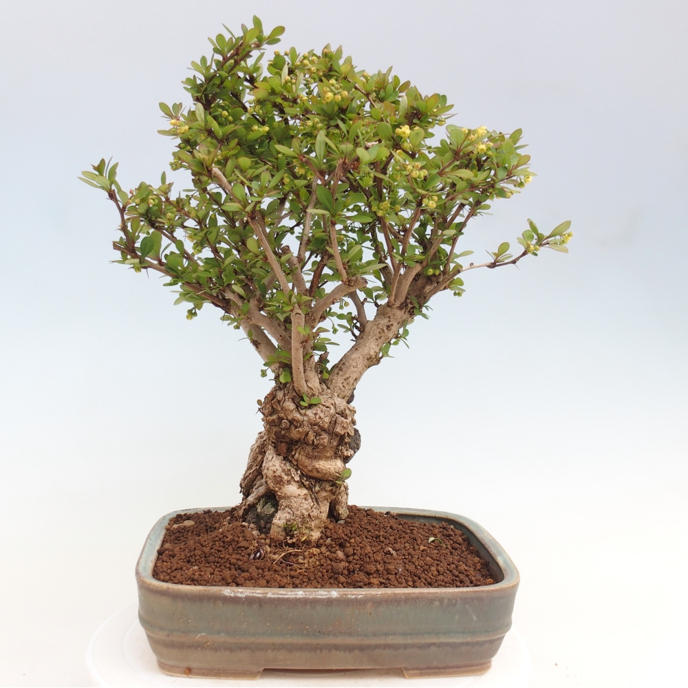 Bonsai für draußen - Berberis coreana
