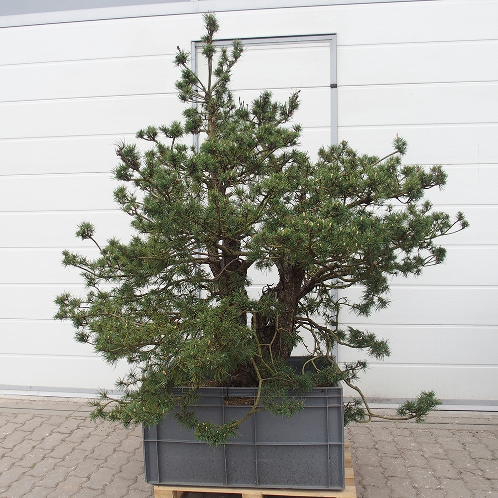 Yamadori - Pinus sylvestris 