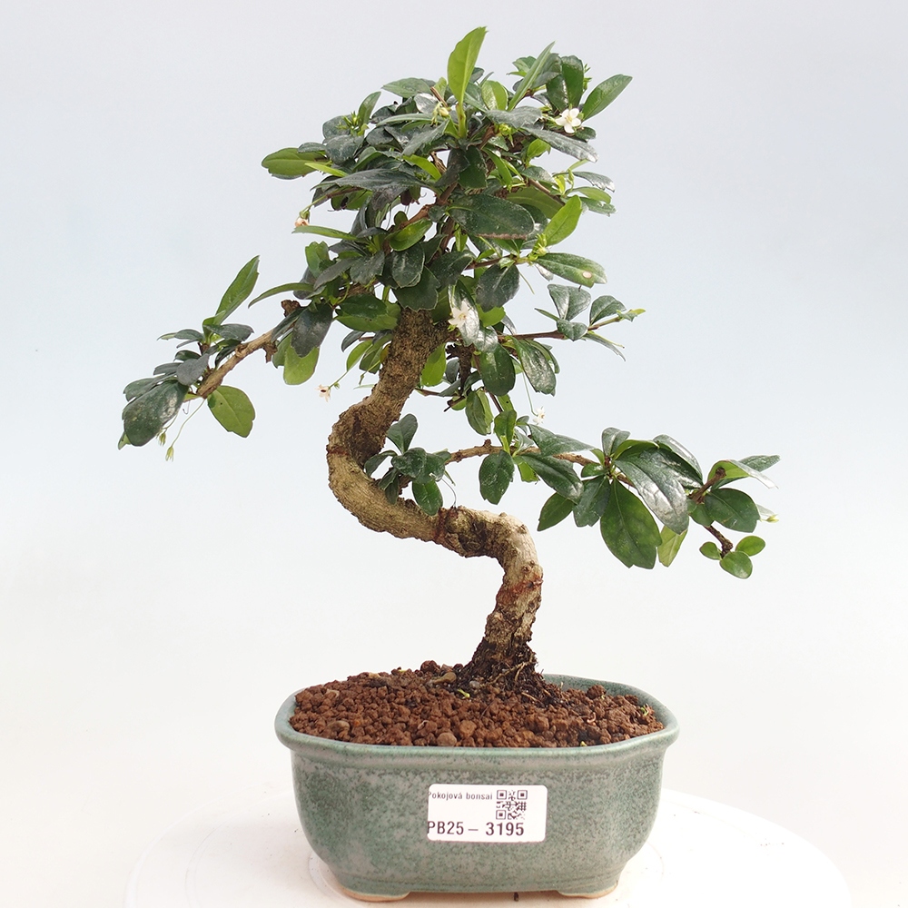 Zimmerbonsai - Carmona Macrophylla - Fuki-Tee