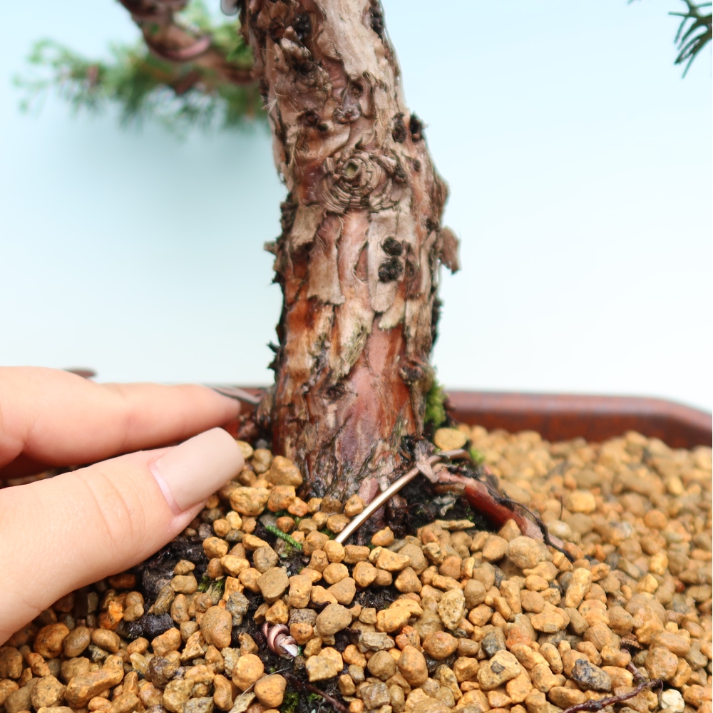 Bonsai für draußen - Juniperus chinensis Kishu