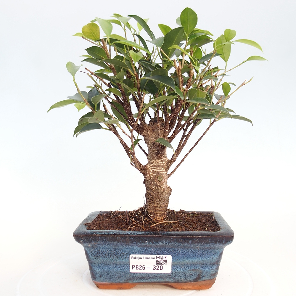 Zimmerbonsai - Ficus retusa - Kleinblättriger Ficus