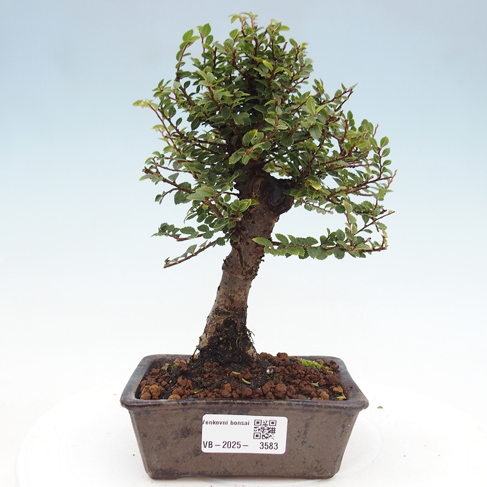 Bonsai im Freien - Ulmus parvifolia Hokkaido - Chinesische Ulme
